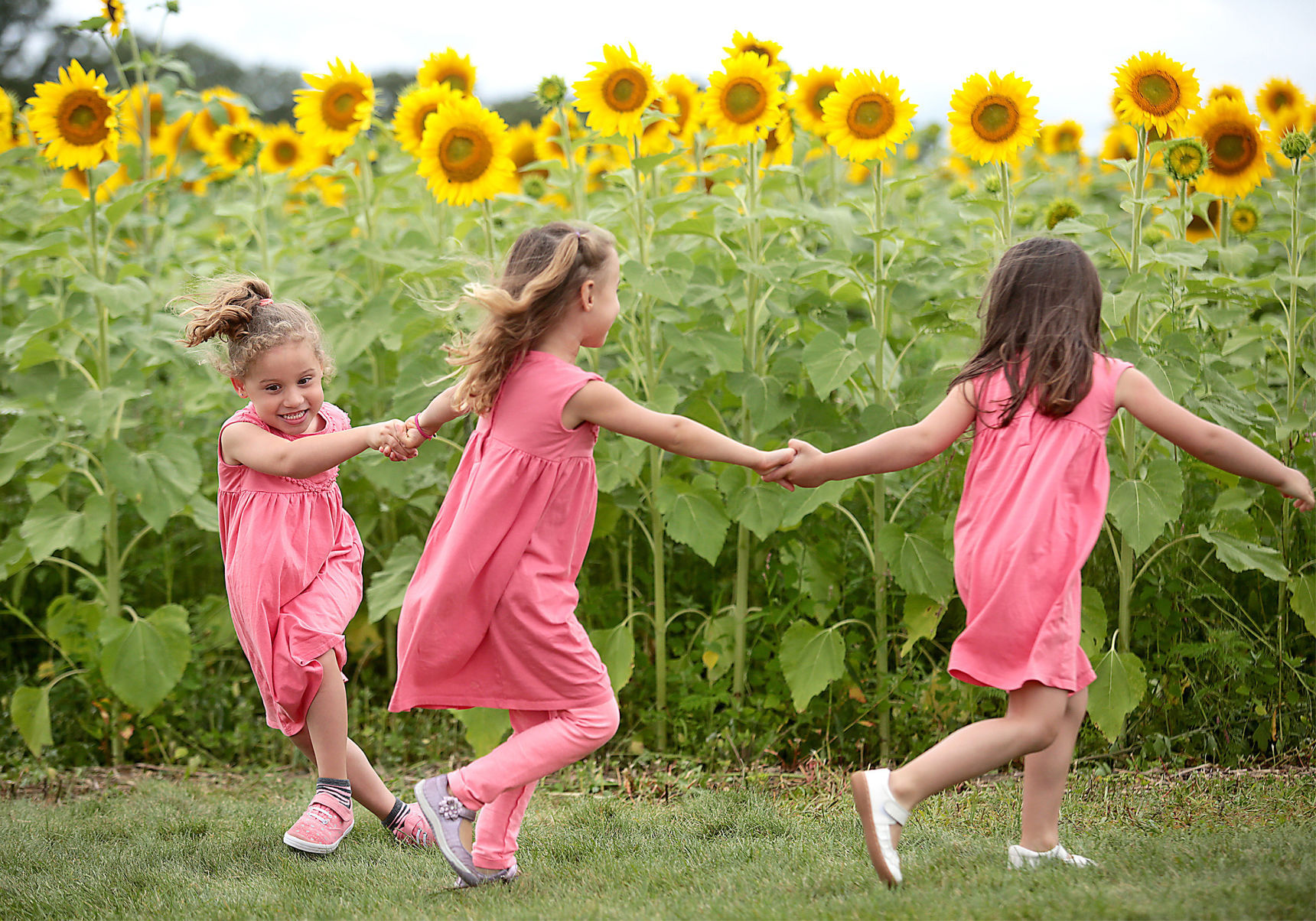 Dancing among the sunflowers -- John Hart